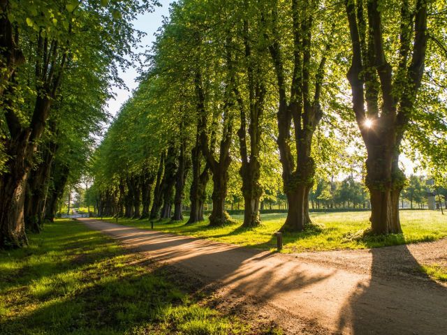 burgergemeinde-wynau_forst_baumpatenschaften_Jungbaum_Baum_Allee.jpg